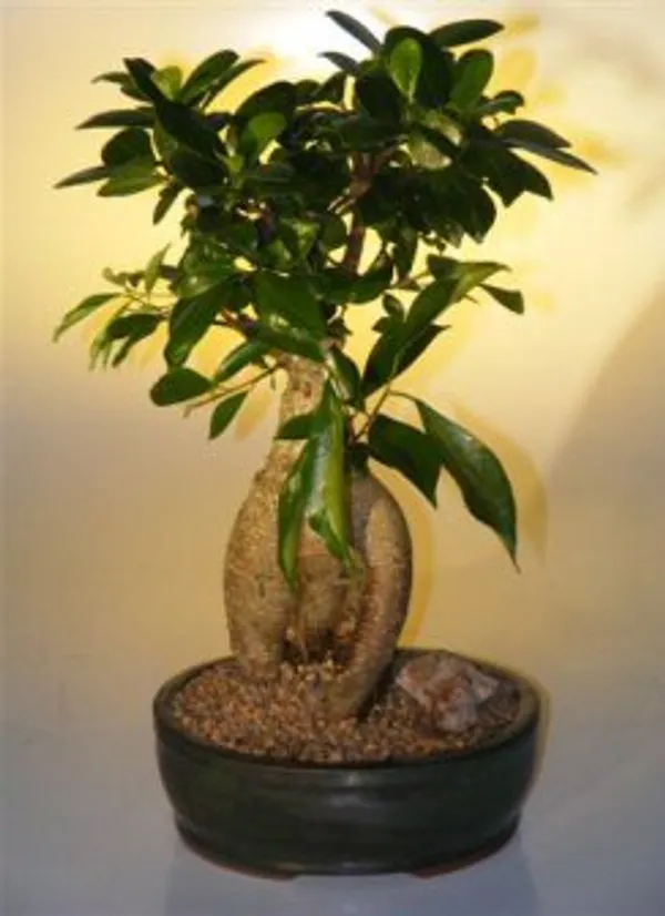 Large Ginseng Ficus Bonsai, 15 Years Old (Ficus retusa)