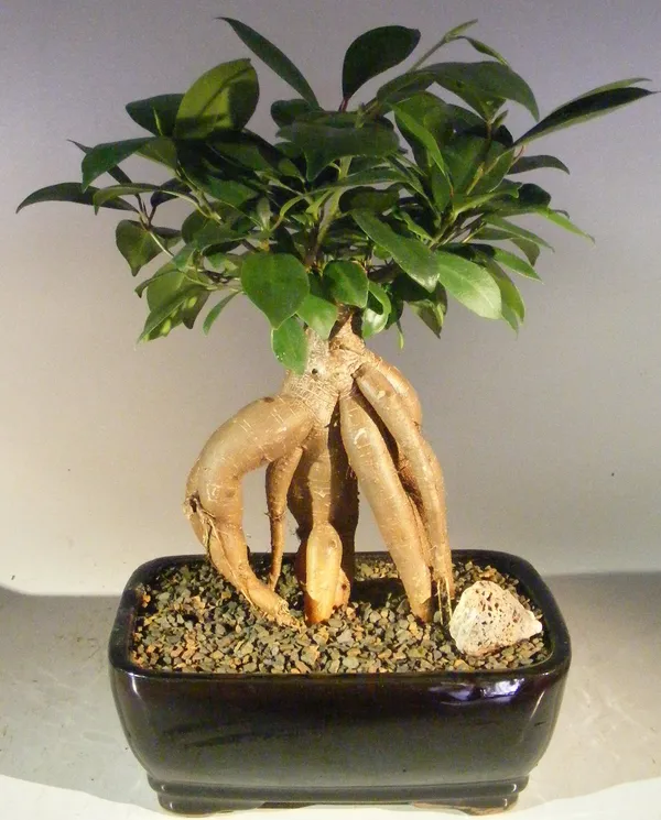 Medium Ginseng Ficus Bonsai, 10 Years Old (Ficus retusa)