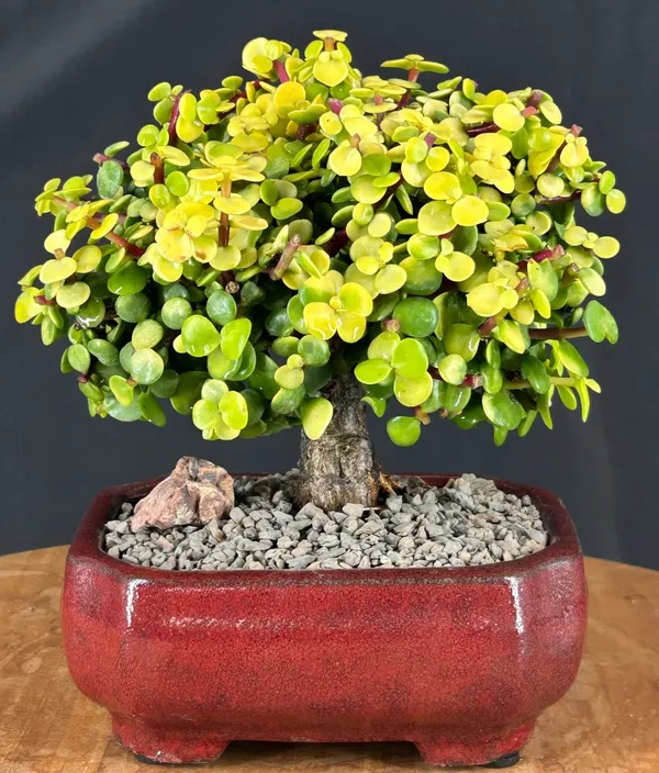 Golden Baby Jade Bonsai, 12 Years Old (Portulacaria afra 'Aurea')