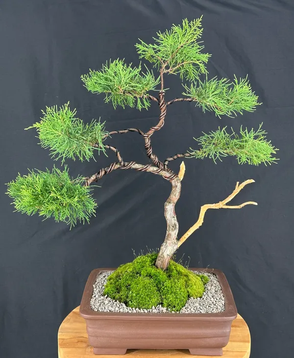 Golden Chinese Juniper Bonsai, 44 Years Old (Juniperus × pfitzeriana 'Old Gold')