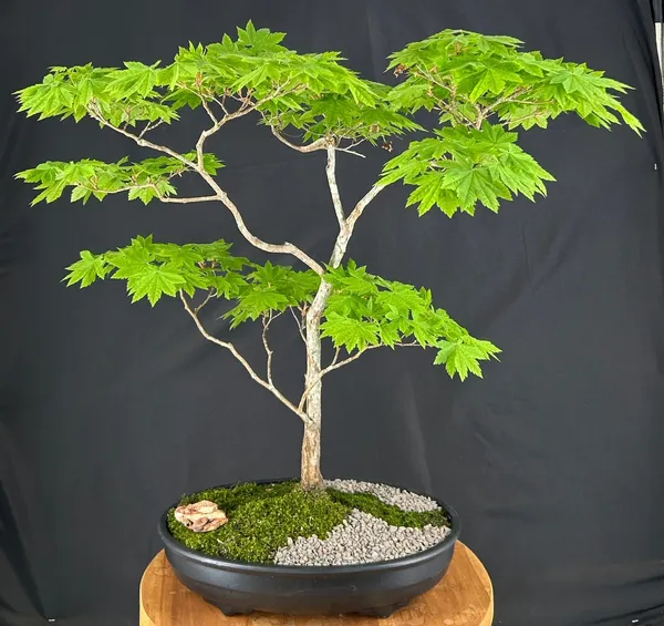 Golden Chinese Juniper Bonsai, 34 Years Old (Juniperus × pfitzeriana 'Old Gold')