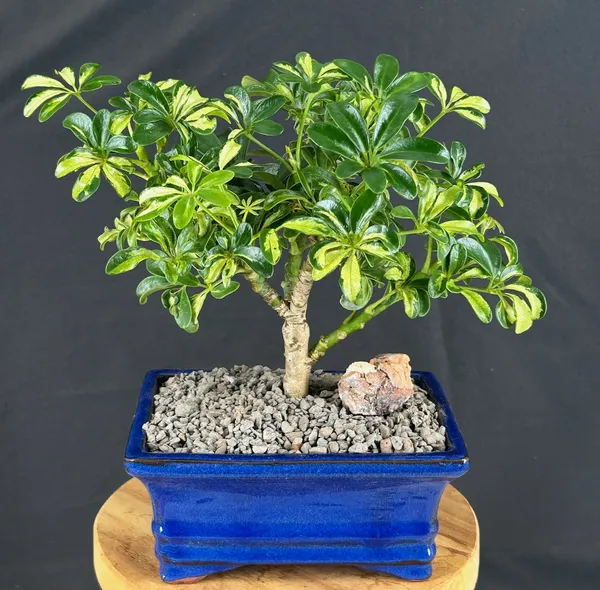 Small Golden Hawaiian Umbrella Bonsai, 5 Years Old (Arboricola schefflera 'Luseanne')
