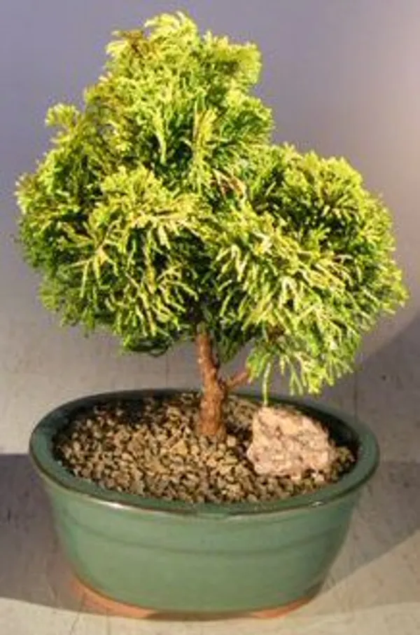 Golden Hinoki Cypress Bonsai, 7 Years Old (Chamaecyparis obtusa 'Nana Lutea')