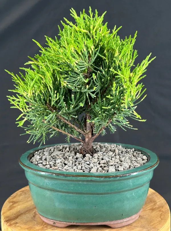 Golden Joy Shimpaku Juniper Bonsai, 7 Years Old (Juniperus pfitzeriana)