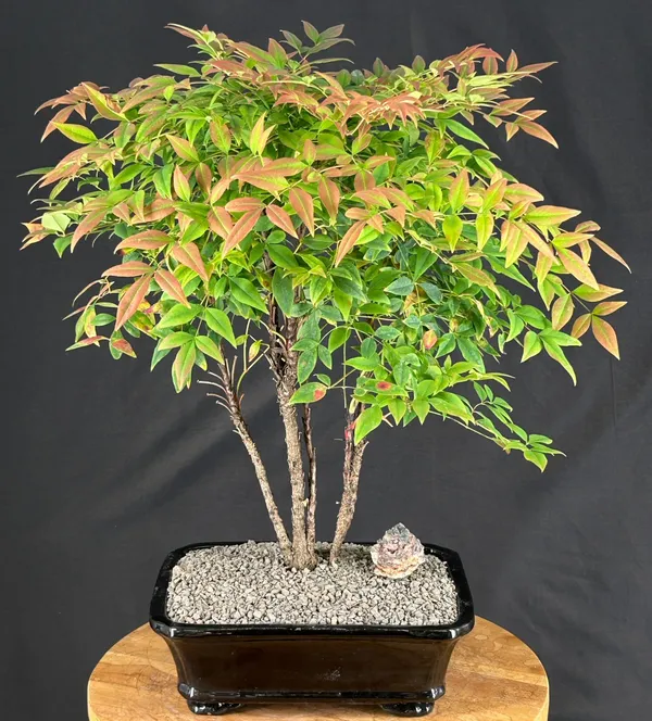 Gulf Stream Heavenly Bamboo Bonsai, 17 Years Old (Nandina domestica)