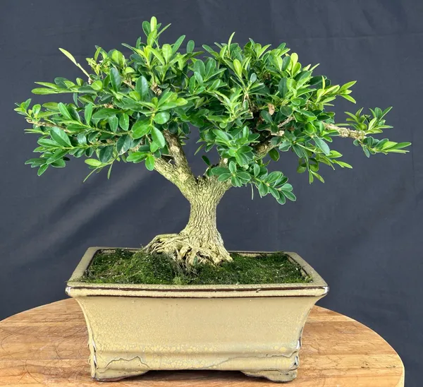 Harland Boxwood Bonsai, 22 Years Old (Buxus harlandii)