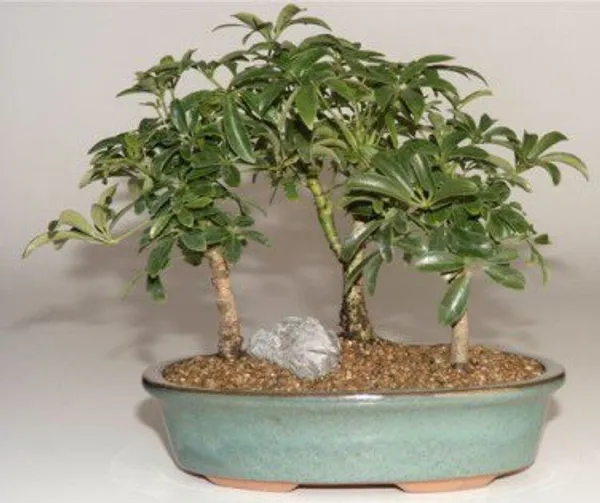 Hawaiian Umbrella Group Bonsai, Three Tree Forest, 4 Years Old (Arboricola schefflera 'Luseanne')