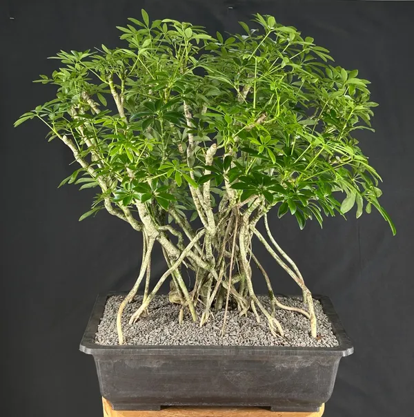 Hawaiian Umbrella Banyan Bonsai, 36 Years Old (Schefflera arboricola)