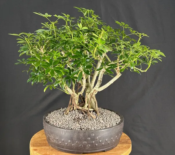 Hawaiian Umbrella Banyan Bonsai, 25 Years Old (Schefflera arboricola)