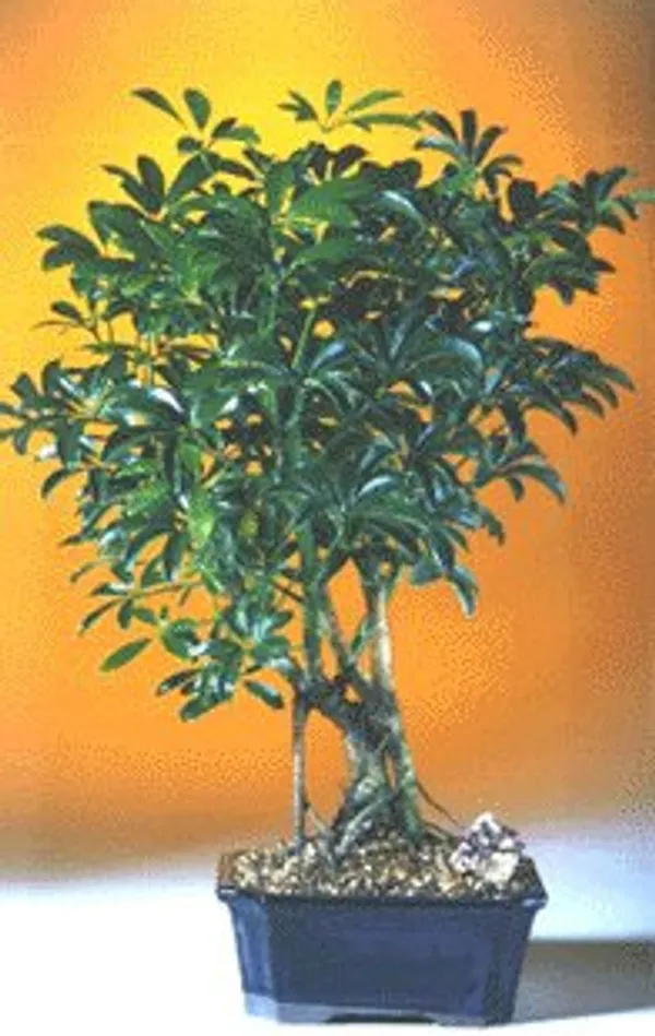 Hawaiian Umbrella Bonsai Starter Kit, 8 Years Old (Schefflera arboricola)