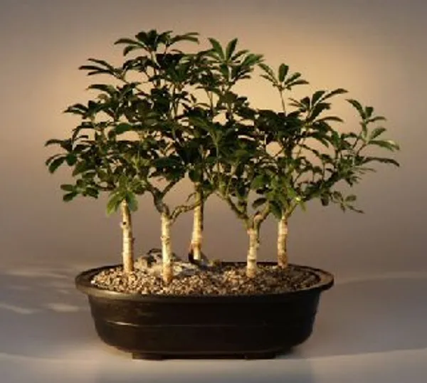 Hawaiian Umbrella Group Bonsai, Five Tree Forest, 8 Years Old (Arboricola schefflera 'Luseanne')