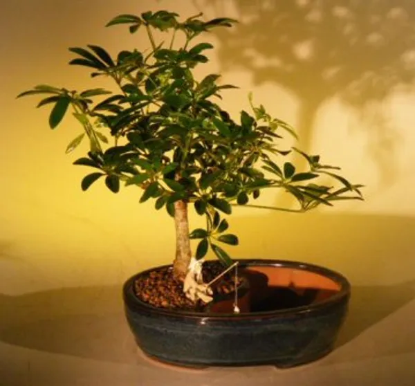 Medium Hawaiian Umbrella Bonsai, Land and Water Pot, 8 Years Old (Arboricola schefflera 'Luseanne')