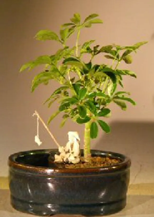 Small Hawaiian Umbrella Bonsai, Land and Water Pot, 6 Years Old (Arboricola schefflera 'Luseanne')