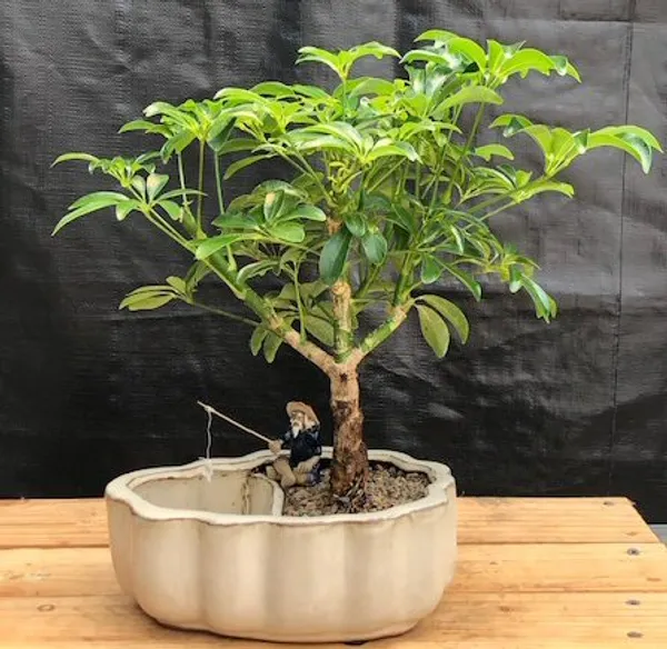 Hawaiian Umbrella Bonsai with Scalloped Edges, Land and Water Pot (Arboricola schefflera 'Luseanne')
