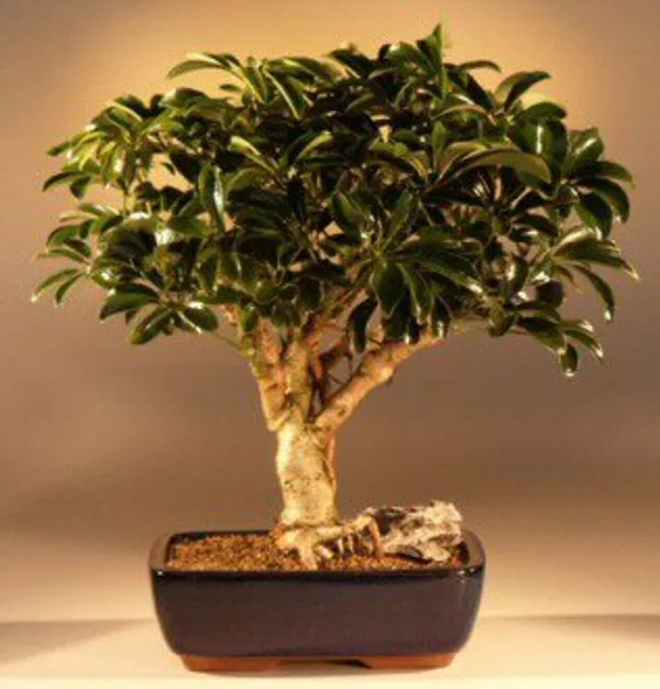 Large Hawaiian Umbrella Bonsai, 15 Years Old (Arboricola schefflera 'Luseanne')