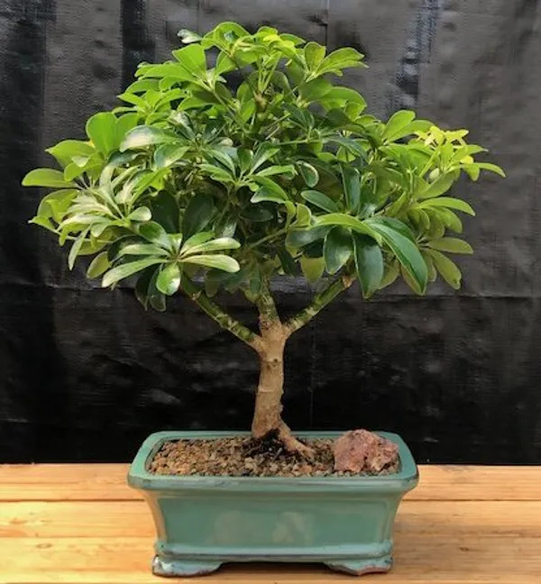 Medium Hawaiian Umbrella Bonsai, 8 Years Old (Arboricola schefflera 'Luseanne')