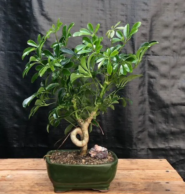Medium Hawaiian Umbrella Bonsai, Coiled Trunk, 8 Years Old (Arboricola schefflera 'Luseanne')