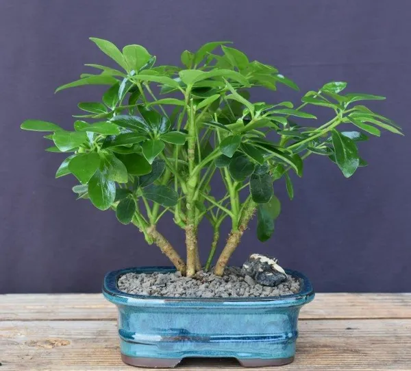 Hawaiian Umbrella Bonsai, Multi Trunk, 4 Years Old (Arboricola schefflera)