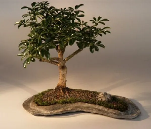 Hawaiian Umbrella Bonsai, On a Rock Slab, 8 Years Old (Arboricola schefflera 'Luseanne')