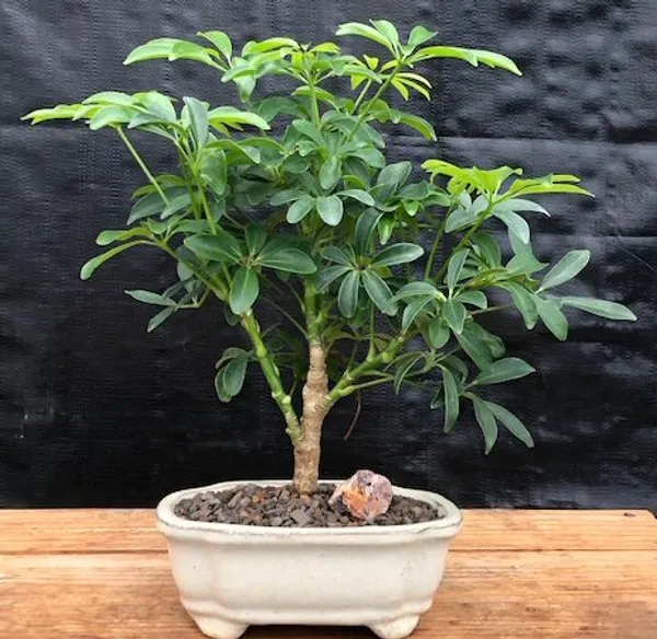 Small Hawaiian Umbrella Bonsai, 3 Years Old (Arboricola schefflera 'Luseanne')