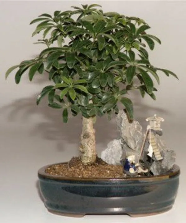 Hawaiian Umbrella Stone Landscape Scene Bonsai, 6 Years Old (Arboricola schefflera 'Luseanne')