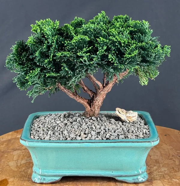 Medium Hinoki Cypress Evergreen Conifer Bonsai, 10 Years Old (Chamaecyparis obtusa 'Nana')