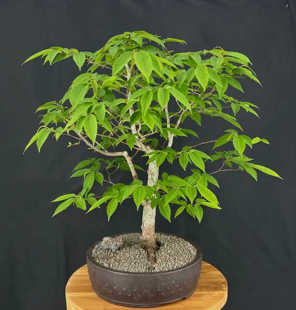 Japanese Beech Bonsai, 34 Years Old (Fagus crenata)