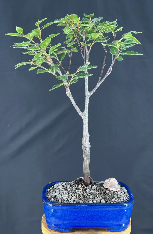 Japanese Blue Beech Bonsai (Fagus japonica)