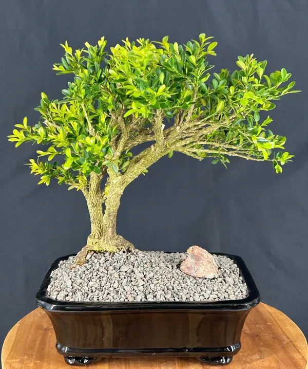 Japanese Boxwood Bonsai, 34 Years Old (Boxus 'Moris Midget')