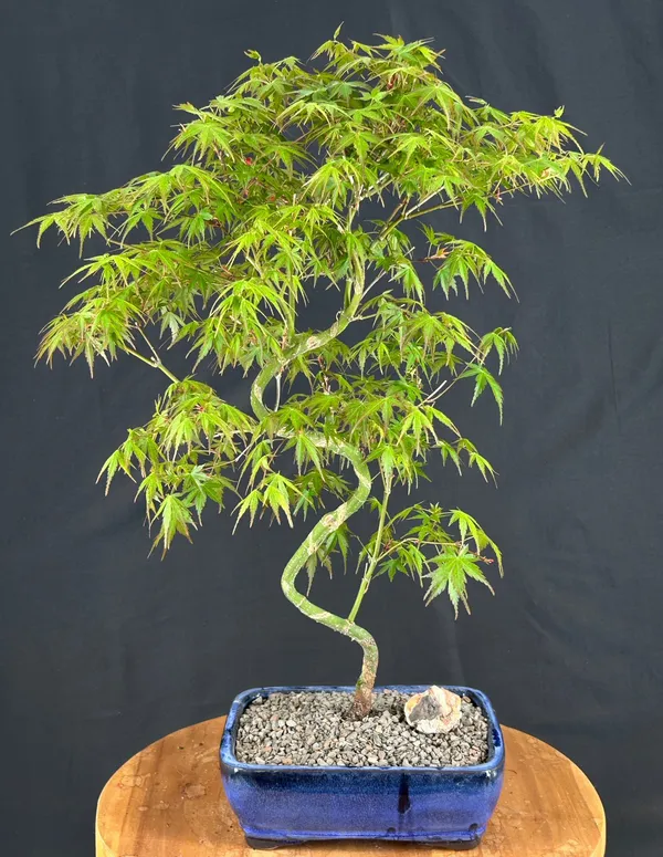 Japanese Green Maple Curved "S" Shape Trunk Bonsai, 8 Years Old (Acer palmatum)