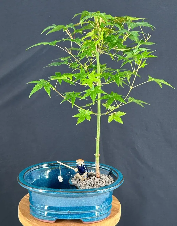 Japanese Green Maple Bonsai, Land and Water Pot, 8 Years Old (Acer palmatum)