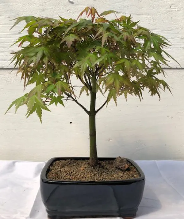Large Japanese Green Maple Bonsai, 15 Years Old (Acer palmatum)