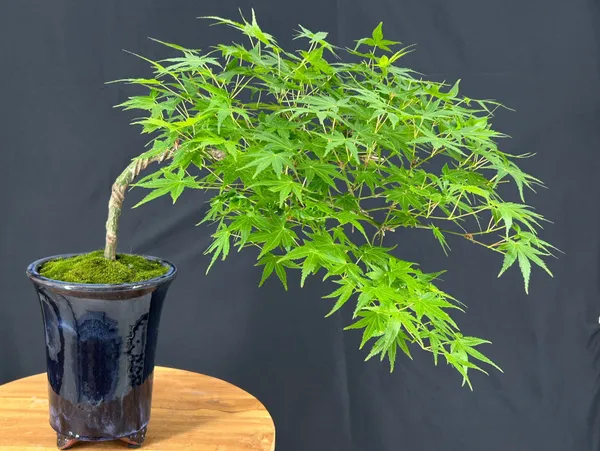 Japanese Green Maple Bonsai, Semi-Cascade, 13 Years Old (Acer palmatum)