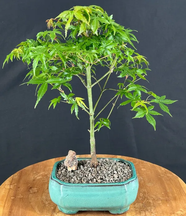 Small Japanese Green Maple Bonsai, 8 Years Old (Acer palmatum)
