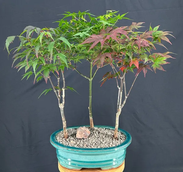 Japanese Maple Group Bonsai, Three Tree Forest, 8 Years Old (Acer palmatum)