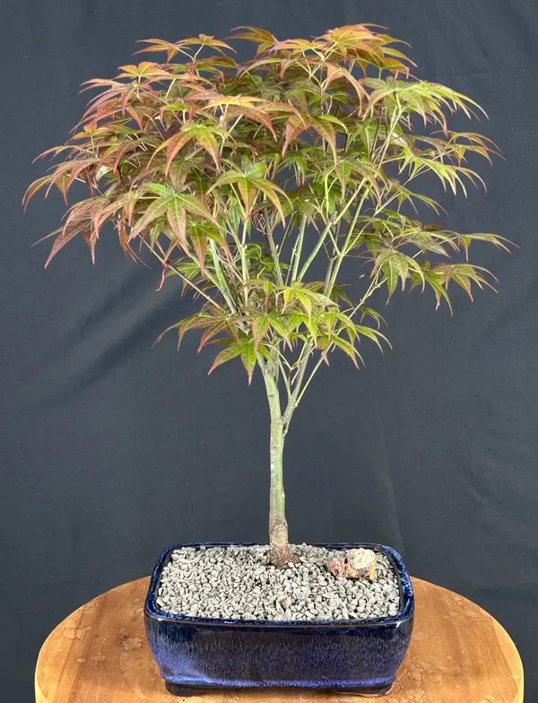 Japanese Red Maple Bonsai, 15 Years Old (Acer palmatum 'Rhode Island Red')