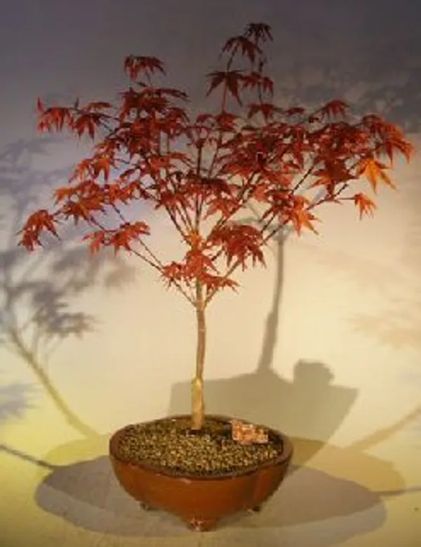 Japanese Red Maple Bonsai, 14 Years Old (Acer palmatum 'Shin-Deshojo')