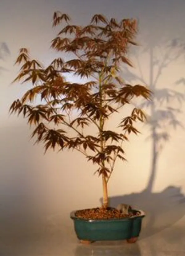 Large Japanese Red Maple Bonsai, 20 Years Old (Acer palmatum 'Atropurpureum')