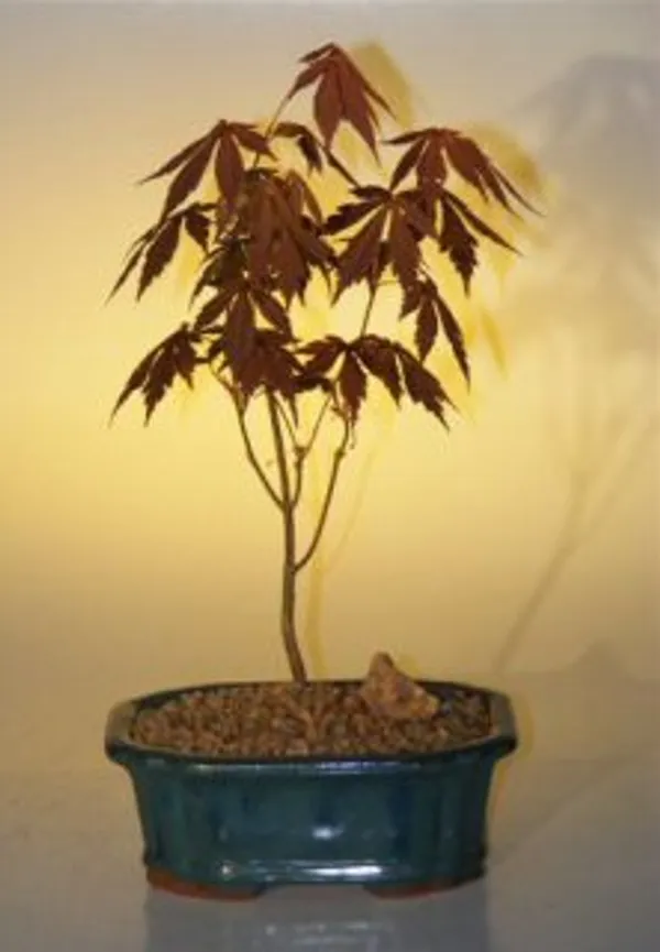 Small Japanese Red Maple Bonsai, 9 Years Old (Acer palmatum 'Atropurpureum')