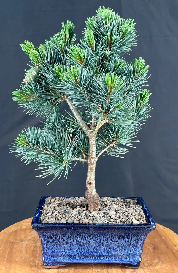 Japanese White Pine Bonsai, 16 Years Old (Pinus parviflora 'Aoi')