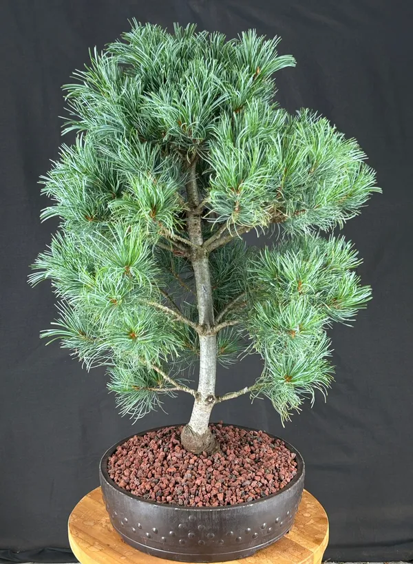 Japanese White Pine Bonsai, 34 Years Old (Pinus parviflora 'Bergman')