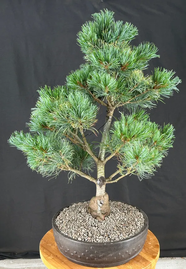 Japanese White Pine Bonsai, 32 Years Old (Pinus parviflora 'Bergman')
