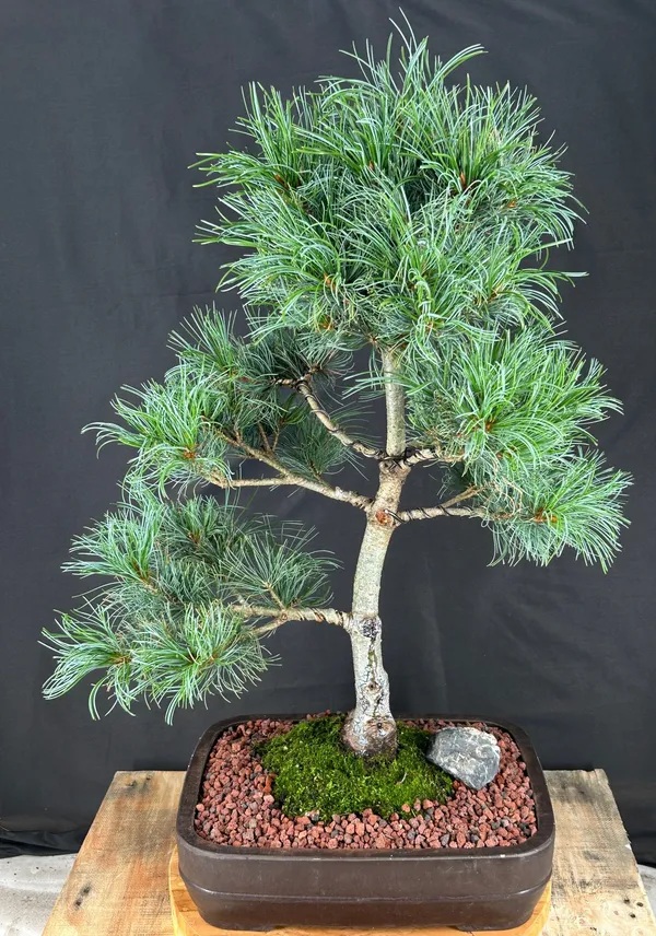 Japanese White Pine Bonsai, 35 Years Old (Pinus parviflora 'Bergman')
