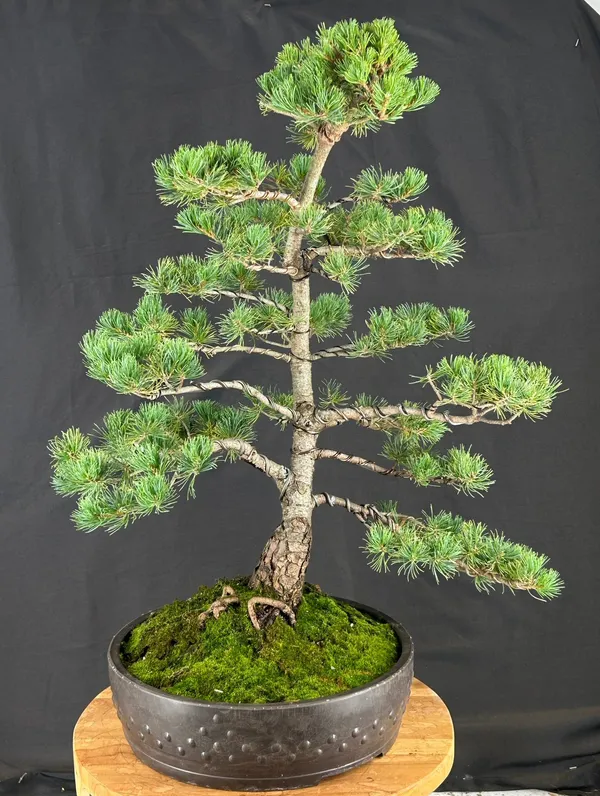 Japanese White Pine Bonsai, 36 Years Old (Pinus parviflora 'Bergman')