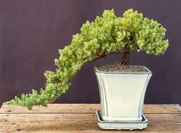 Juniper Bonsai, Cascade, 7 Years Old (Juniperus procumbens)