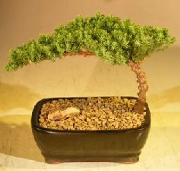 Juniper Bonsai Starter Kit, 4 Years Old (Juniperus procumbens)