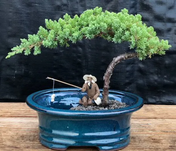 Small Juniper Bonsai, Land and Water Pot, 3 Years Old (Juniperus procumbens 'Nana')