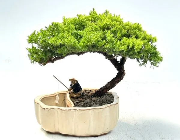 Juniper Bonsai with Scalloped Edges - Large, Land and Water Pot (Juniperus procumbens 'Nana')