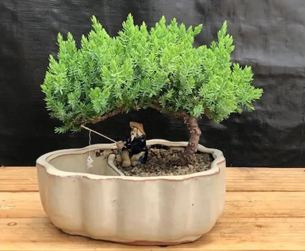 Juniper Bonsai with Scalloped Edges - Medium, Land and Water Pot (Juniperus procumbens 'Nana')