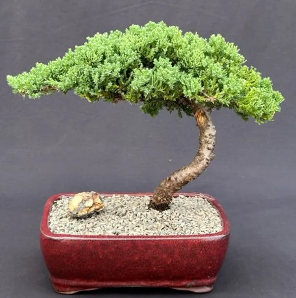 Large Juniper Bonsai, 10 Years Old (Juniperus procumbens 'Nana')